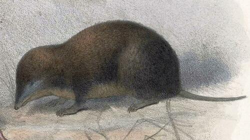 Tropical Small-eared Shrew (Cryptotis tropicalis) — Data Deficient Mammalia
