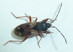 Eremocoris borealis