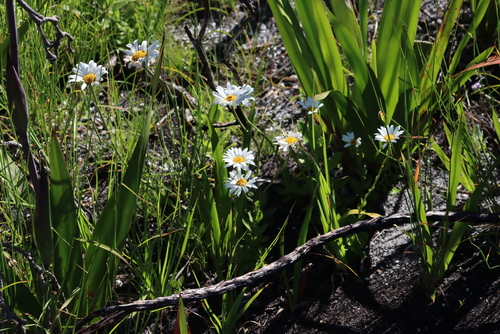 Image of Osmitopsis dentata by (c) Tony Rebelo, some rights reserved (CC BY-SA)