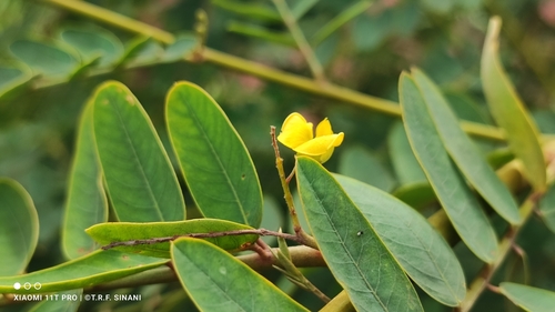 Image of Sesbania virgata by (c) Thomaz Ricardo Favreto Sinani, some rights reserved (CC BY)