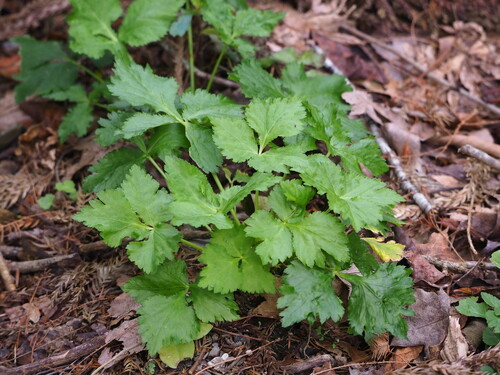 Image of Cryptotaenia japonica by no rights reserved