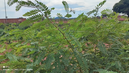 Image of Sesbania virgata by (c) Thomaz Ricardo Favreto Sinani, some rights reserved (CC BY)