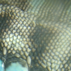 Aspidoscelis sackii sackii