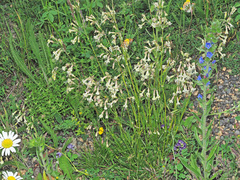Silene italica