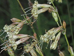 Silene italica