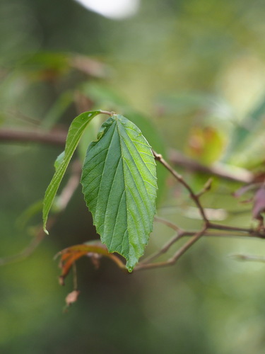 Image of Viburnum luzonicum by no rights reserved