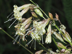 Silene italica