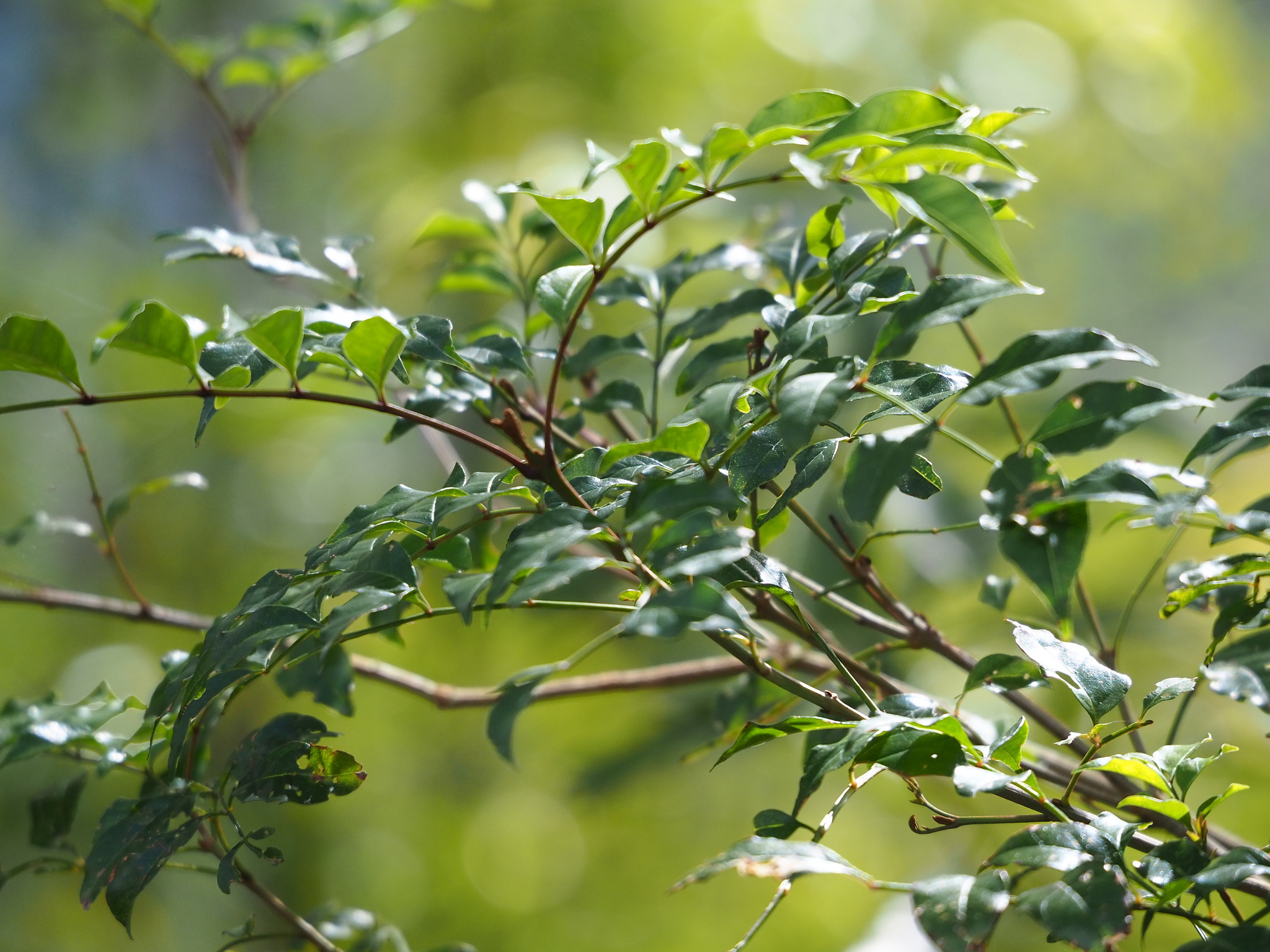 Fraxinus griffithii