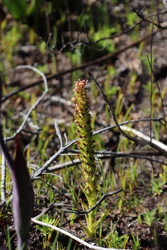Image of Peninsula Pungent Disa (Disa obtusa) by (c) Tony Rebelo, some rights reserved (CC BY-SA)