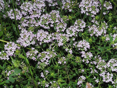 Thymus tiflisiensis