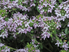 Thymus tiflisiensis