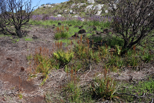 Image of Bulbinella nutans by (c) Tony Rebelo, some rights reserved (CC BY-SA)