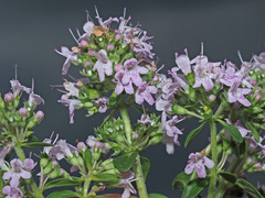 Thymus tiflisiensis