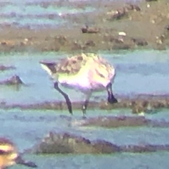 Calidris pygmaea