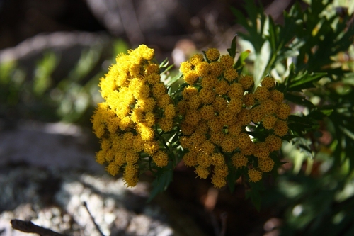 Image of Ajania pallasiana by (c) Violetta Dzizyurova, some rights reserved (CC BY)