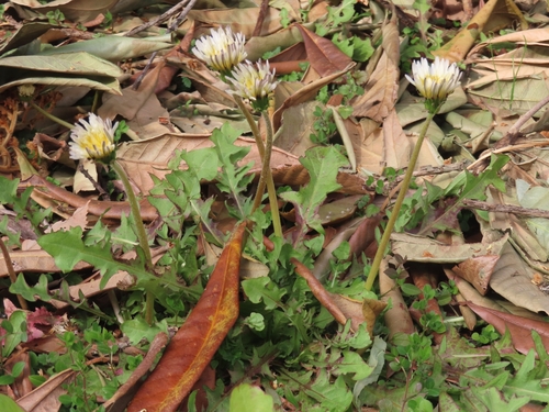 Image of Taraxacum albidum by (c) mami_t_t, some rights reserved (CC BY)