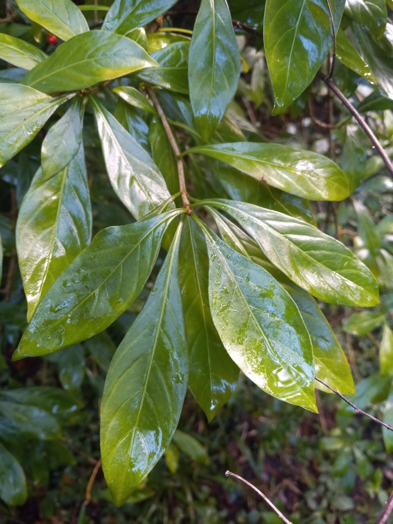 Eumachia nutans