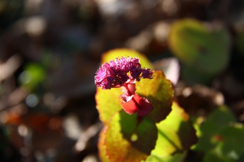 Hylotelephium ussuriense iNat (3)