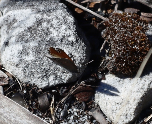 Cape Black-eye photo 4