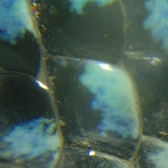 Aspidoscelis sackii sackii