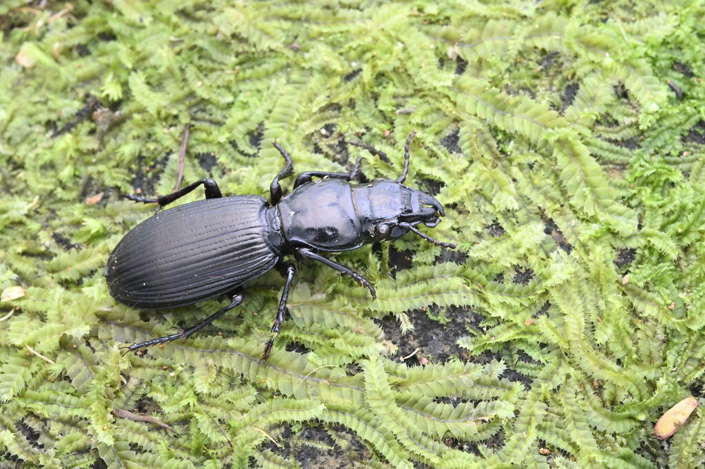 Mecodema spiniferum