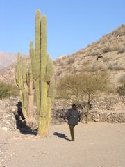 Trichocereus terscheckii