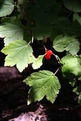 Ribes maximoviczianum, photograph (c) Violetta Dzizyurova, some rights reserved (CC BY)