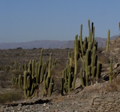 Trichocereeae