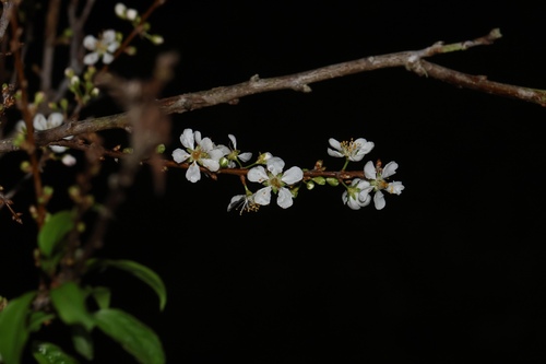Ameixa japonesa