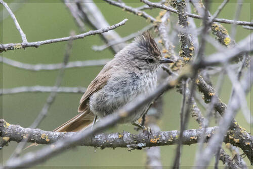 Tufted Tit-Spinetail (Leptasthenura platensis), photo 7