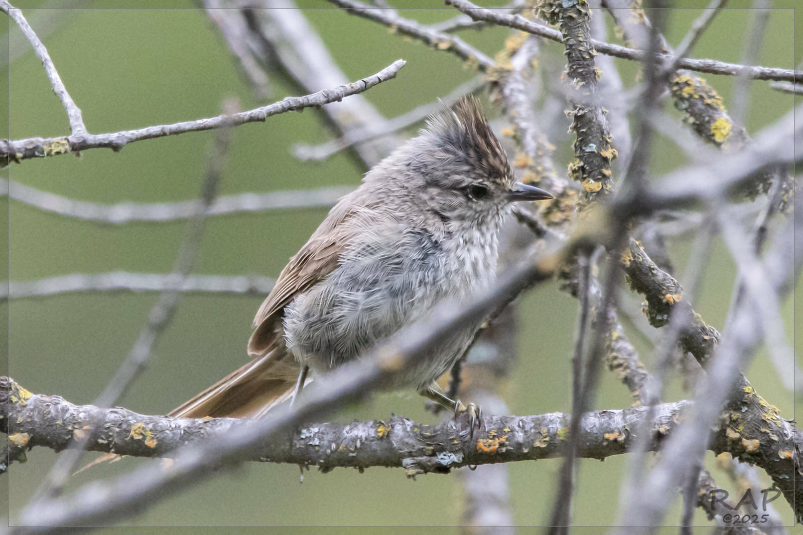 Tufted Tit-Spinetail (Leptasthenura platensis), photo 5