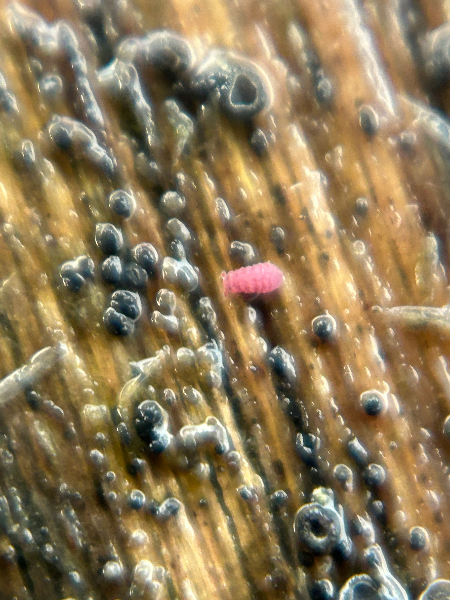 Brachystomella parvula (Schäffer, 1896)