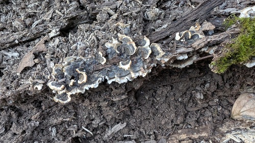 Trametes versicolor