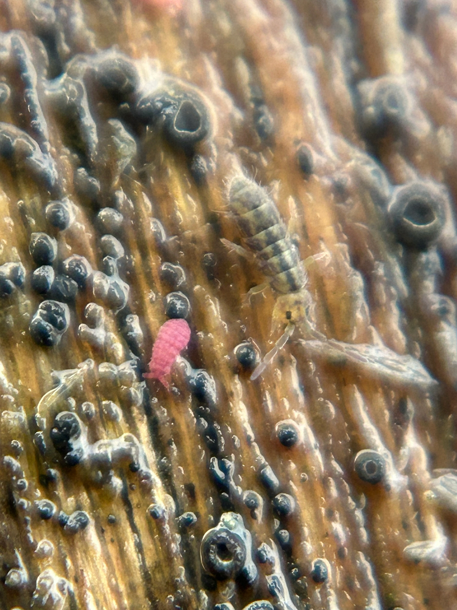 Brachystomella parvula (Schäffer, 1896)