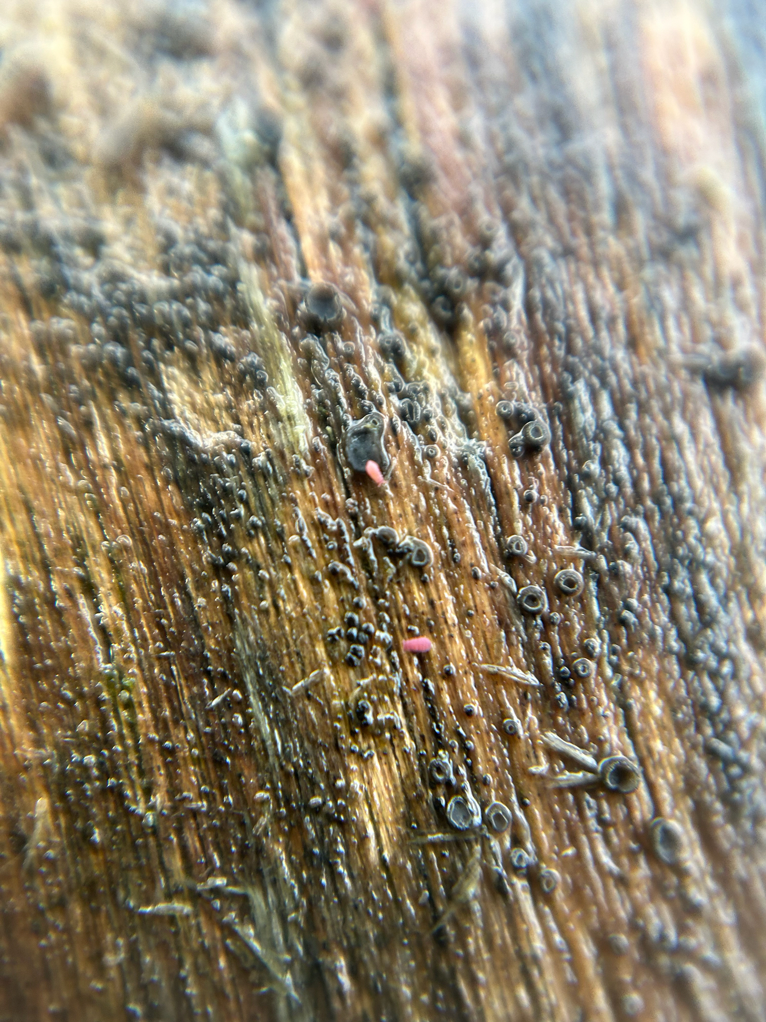 Brachystomella parvula (Schäffer, 1896)