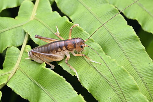 Hemiandrus pallitarsis (Walker, 1871)