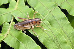 Hemiandrus pallitarsis