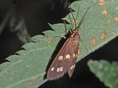 Dysauxes punctata
