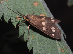 Dysauxes punctata