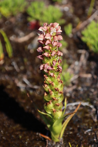 Image of Peninsula Pungent Disa (Disa obtusa) by (c) Tony Rebelo, some rights reserved (CC BY-SA)