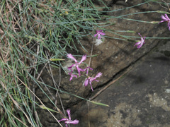 Dianthus orientalis