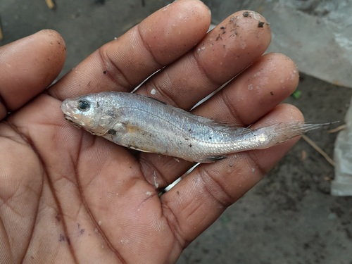 Coitor croaker (Johnius coitor) — Sciaenidae — 2