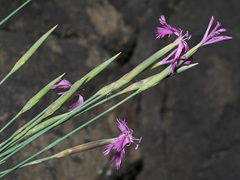 Dianthus orientalis
