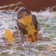 Boreioglycaspis melaleucae