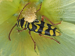 Plagionotus bobelayei