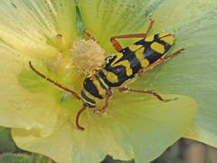 Plagionotus bobelayei