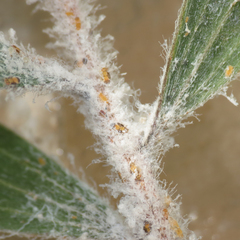 Boreioglycaspis melaleucae