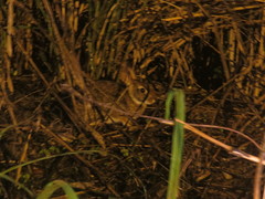 Sylvilagus brasiliensis