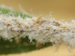 Boreioglycaspis melaleucae