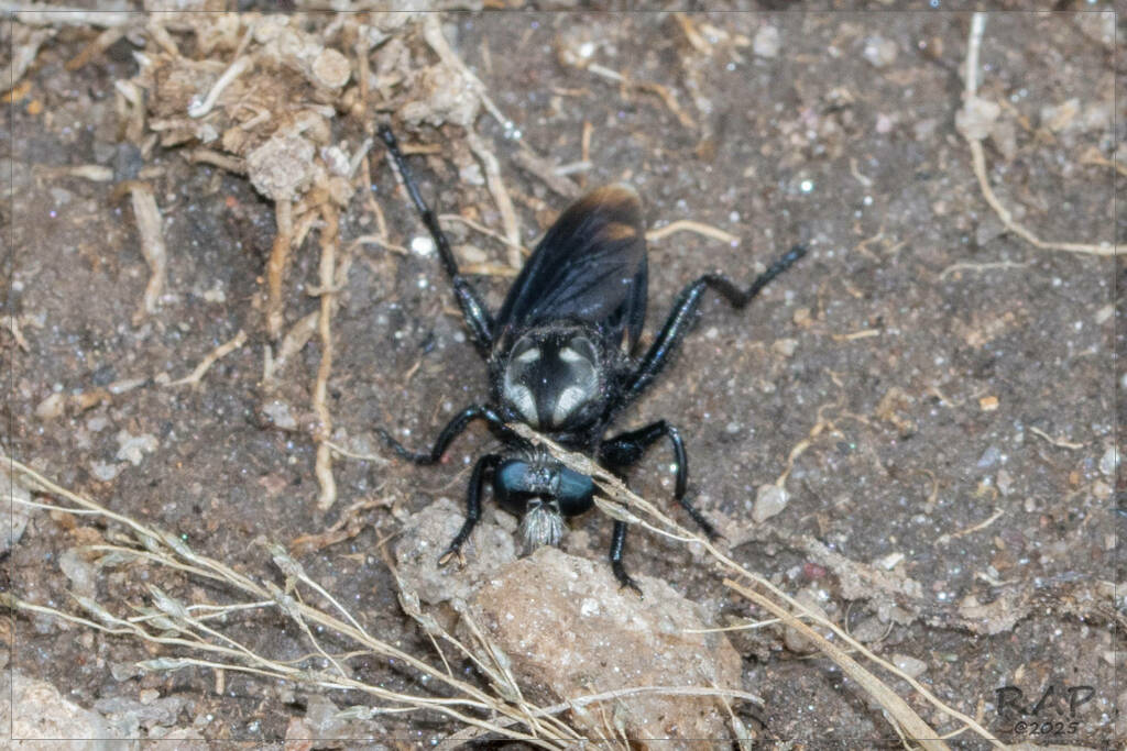Prolepsis lucifer